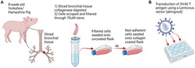 Development and characterization of an immortalized swine respiratory cell line for influenza A virus research